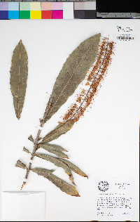 Image of Macadamia tetraphylla