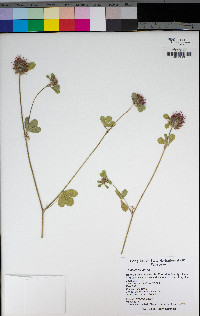 Trifolium hirtum image