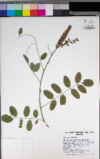 Amorpha fruticosa image