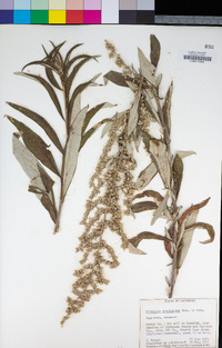 Artemisia douglasiana image