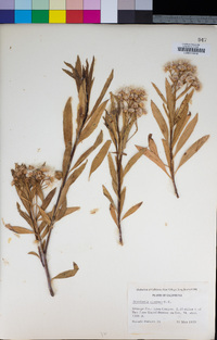 Baccharis salicifolia image