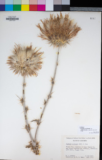 Cirsium occidentale image