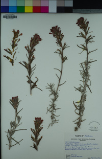 Castilleja affinis image