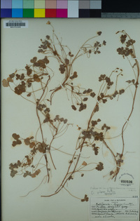 Oxalis californica image