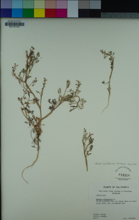 Fumaria officinalis image