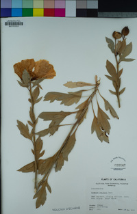 Romneya coulteri image