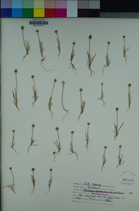 Plantago erecta image