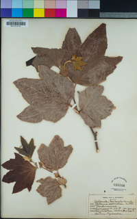 Platanus racemosa image