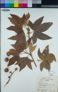 Platanus racemosa image