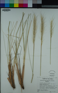 Stipa speciosa image