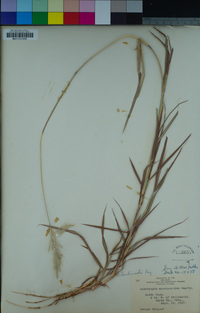 Bothriochloa saccharoides image