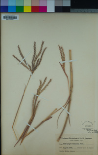 Andropogon gerardii image