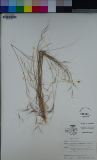 Aristida oligantha image