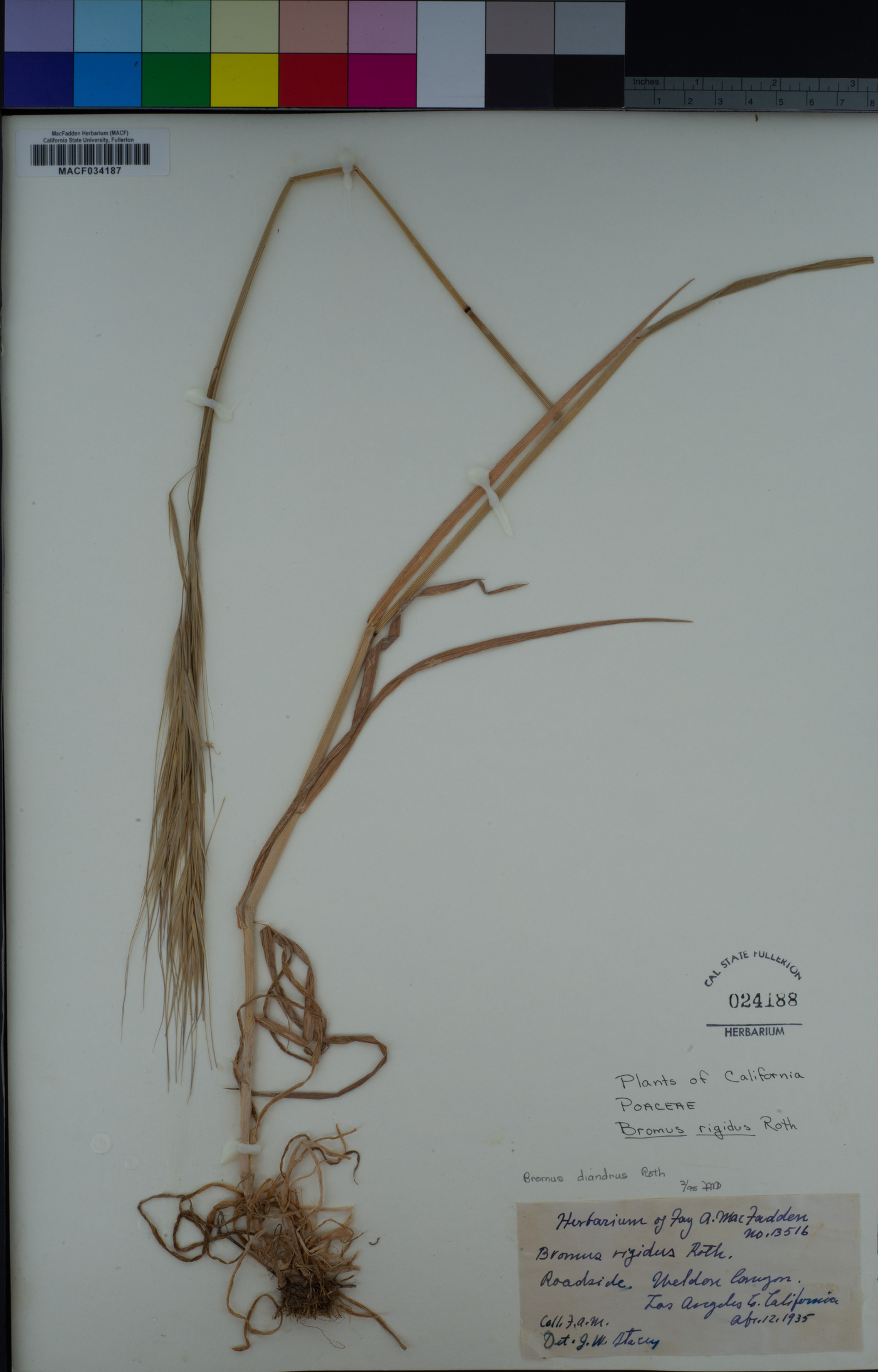 Bromus diandrus image