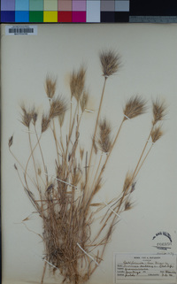 Bromus rubens image