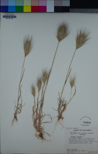 Bromus rubens image