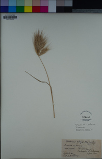 Bromus rubens image