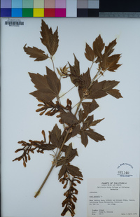 Acer negundo image