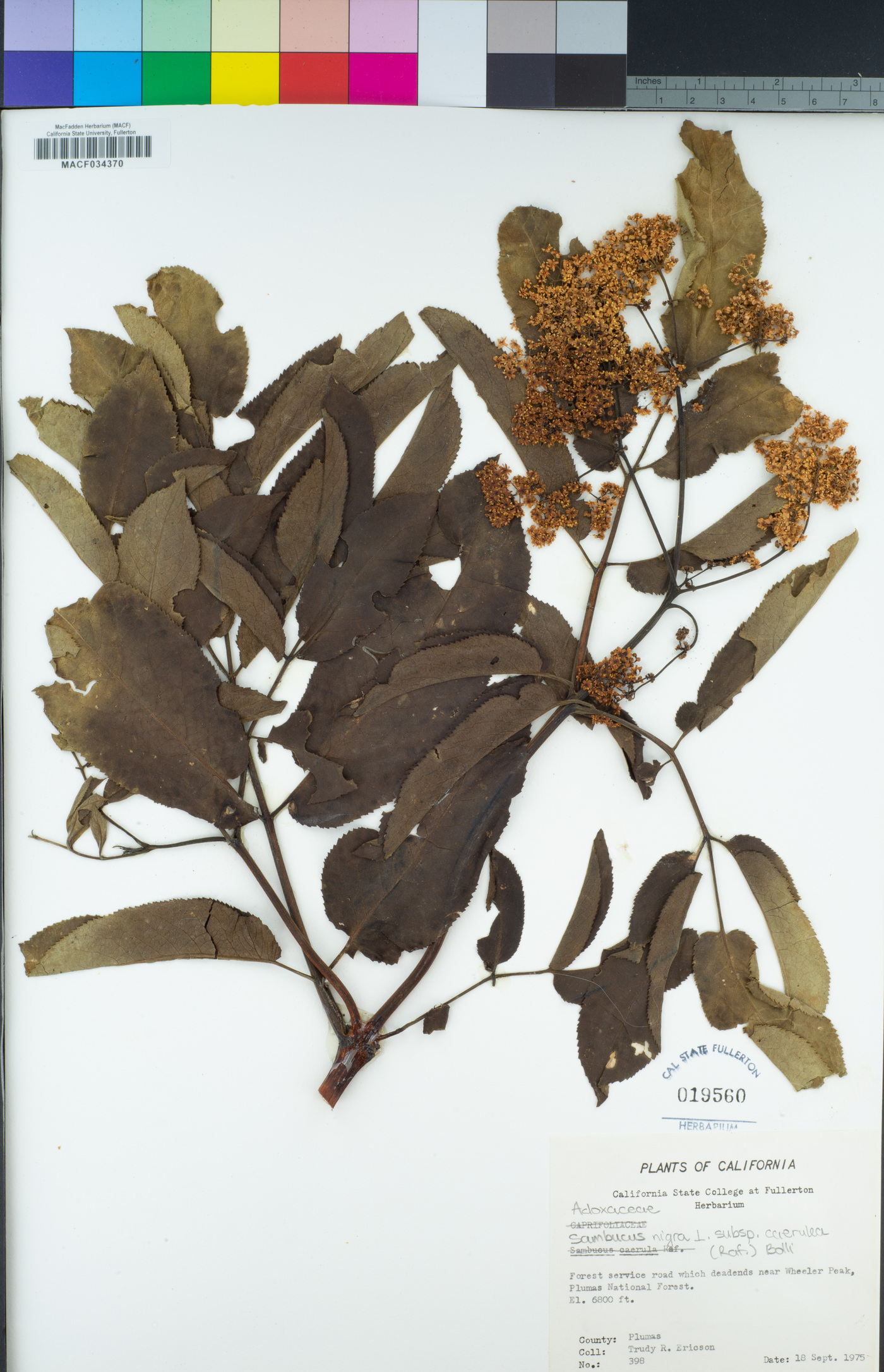 Sambucus nigra subsp. caerulea image