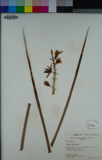 Hesperoyucca whipplei image