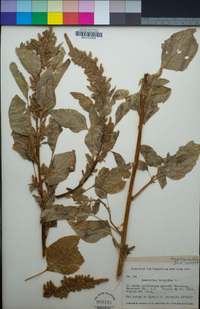 Amaranthus hybridus image