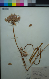 Triteleia grandiflora image