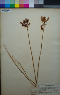 Triteleia grandiflora image