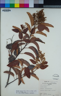 Malosma laurina image