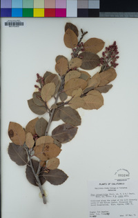 Rhus integrifolia image