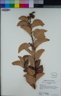 Rhus ovata image