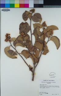 Rhus ovata image