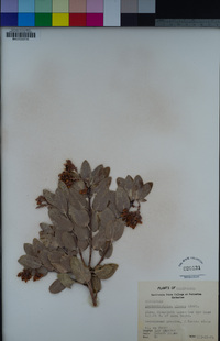 Arctostaphylos glauca image