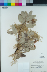 Arctostaphylos crustacea subsp. insulicola image