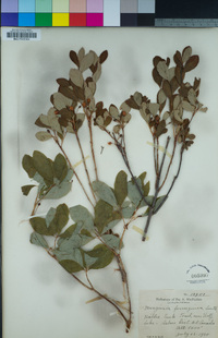 Menziesia ferruginea image