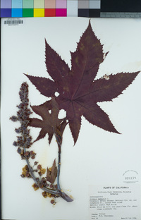 Ricinus communis image