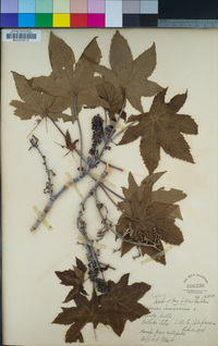 Ricinus communis image