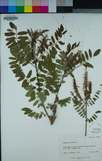 Amorpha fruticosa image