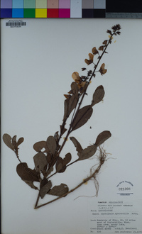 Image of Crotalaria spectabilis