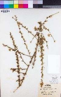 Stephanomeria virgata image