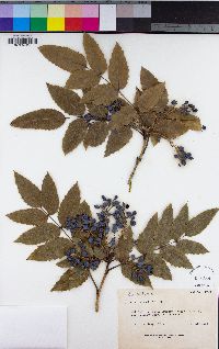 Berberis aquifolium image