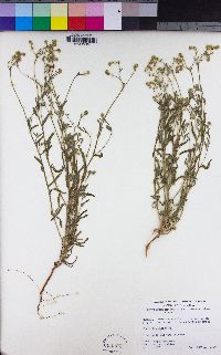 Cryptantha microstachys image