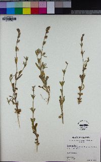 Silene gallica image