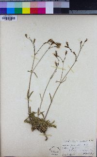 Silene lemmonii image