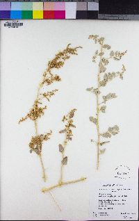 Atriplex lentiformis image