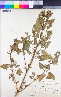 Atriplex prostrata image