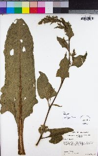 Beta vulgaris image