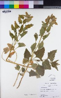 Chenopodium californicum image