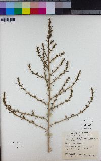 Salsola tragus image