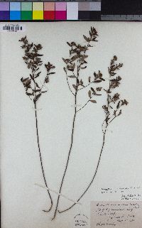 Image of Helianthemum canadense