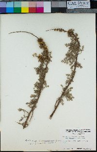 Ambrosia chamissonis image